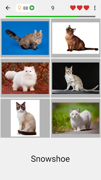 Взлом Cats Quiz Guess Popular Breeds — Все ответы открыты — скриншот 2 Взлом Cats Quiz Guess Popular Breeds — Все ответы открыты — скриншот 2