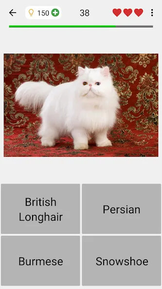 Взлом Cats Quiz Guess Popular Breeds — Все ответы открыты — скриншот 4 Взлом Cats Quiz Guess Popular Breeds — Все ответы открыты — скриншот 4