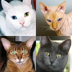 Взлом Cats Quiz Guess Popular Breeds — Все ответы открыты