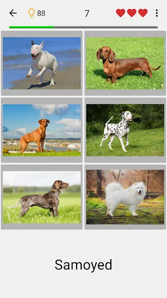 Dogs Quiz - Guess All Breeds! (Мод Всё открыто) — скриншот 1