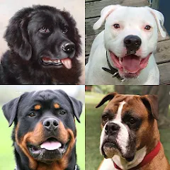Dogs Quiz - Guess All Breeds! (Мод Всё открыто)