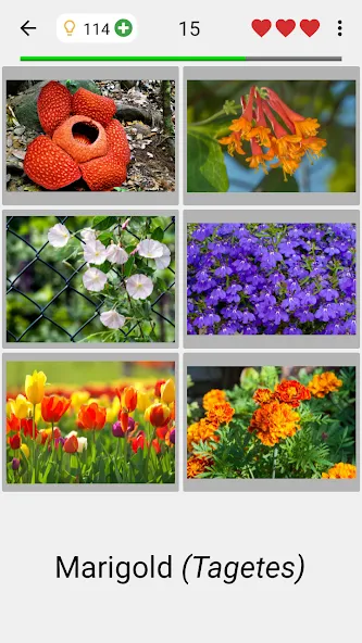 Скачать Flowers Quiz - Identify Plants (Мод: Разблокированные подсказки) на Андроид — скриншот 2