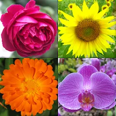Скачать Flowers Quiz - Identify Plants (Мод: Разблокированные подсказки) на Андроид