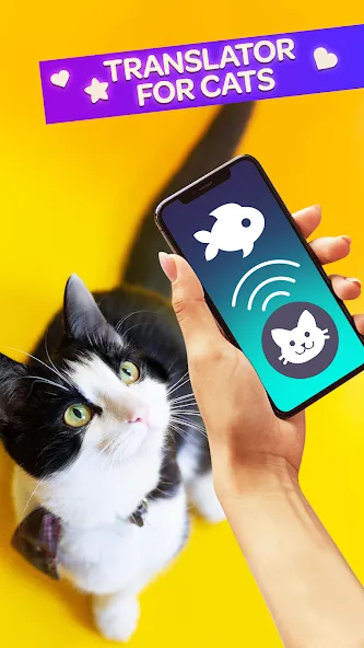 Cat Translator Pet Talk Meow — Все кошачьи фразы открыты — скриншот 1