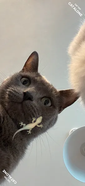 Скачать CAT ALONE - Cat Toy с модом — Все уровни разблокированы — скриншот 1