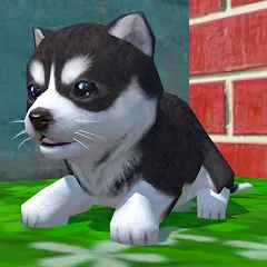Скачать взлом Cute Pocket Puppy 3D на Андроид — Много денег