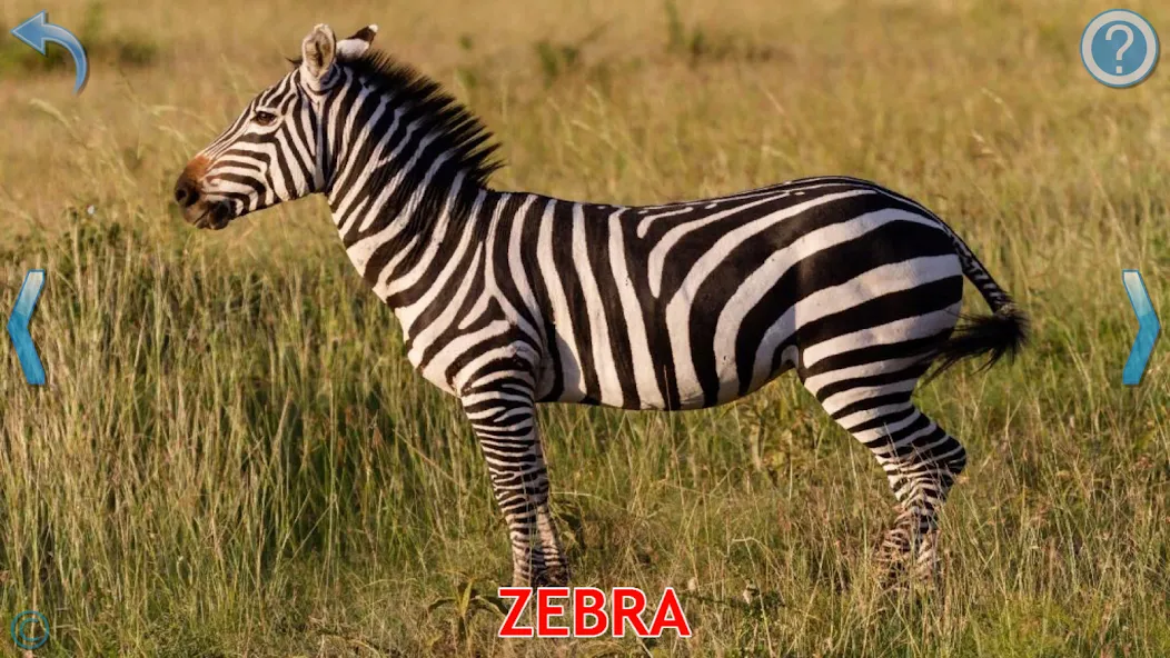 Animals for Kids на Андроид — Мод Все животные открыты — скриншот 3