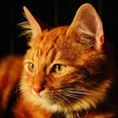 Взломанная Talking Lovely Cat на Андроид — Бесконечные деньги